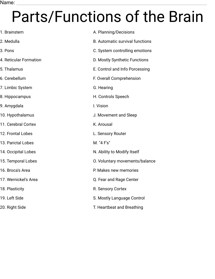Parts Functions Of The Brain Worksheet WordMint Free Science Worksheets The Nervous System Adanna Dill