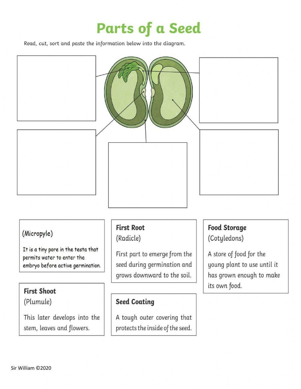 Parts Of A Bean Seed Worksheet Worksheets Library