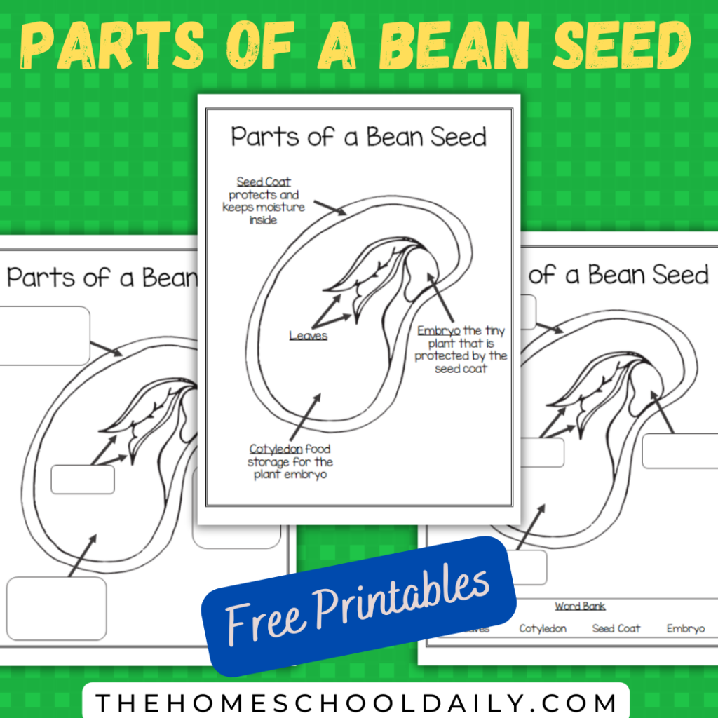 Parts Of A Bean Seed Worksheets The Homeschool Daily