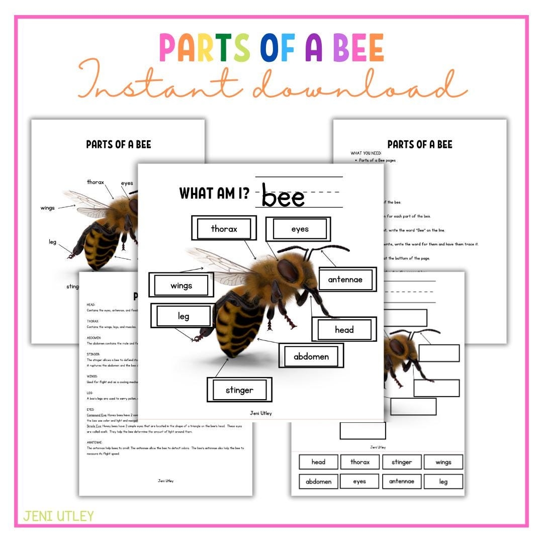 Parts Of A Bee Worksheet Label A Bee Activity For Kids Bee Anatomy Printable For Preschool And Kindergarten Etsy