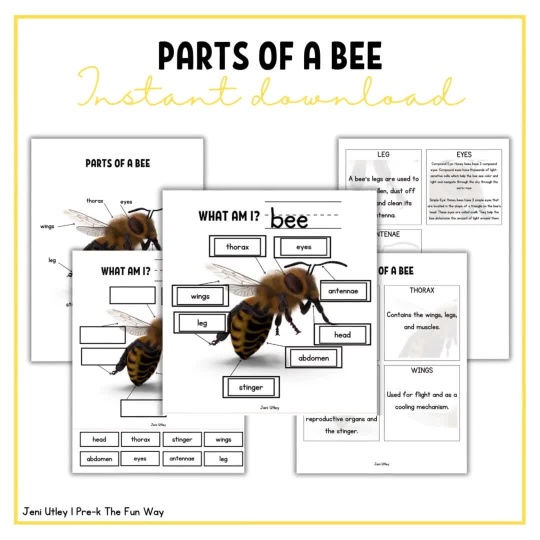 Parts Of A Bee Worksheet Label A Bee Activity For Kids Bee Anatomy Printable For Preschool And Kindergarten Etsy Canada