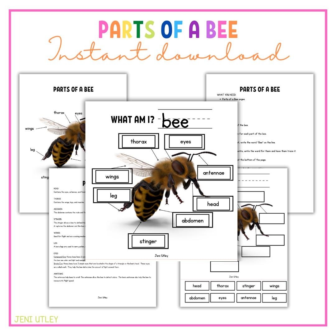 Parts Of A Bee Worksheet Label A Bee Activity For Kids Bee Anatomy Printable For Preschool And Kindergarten Etsy