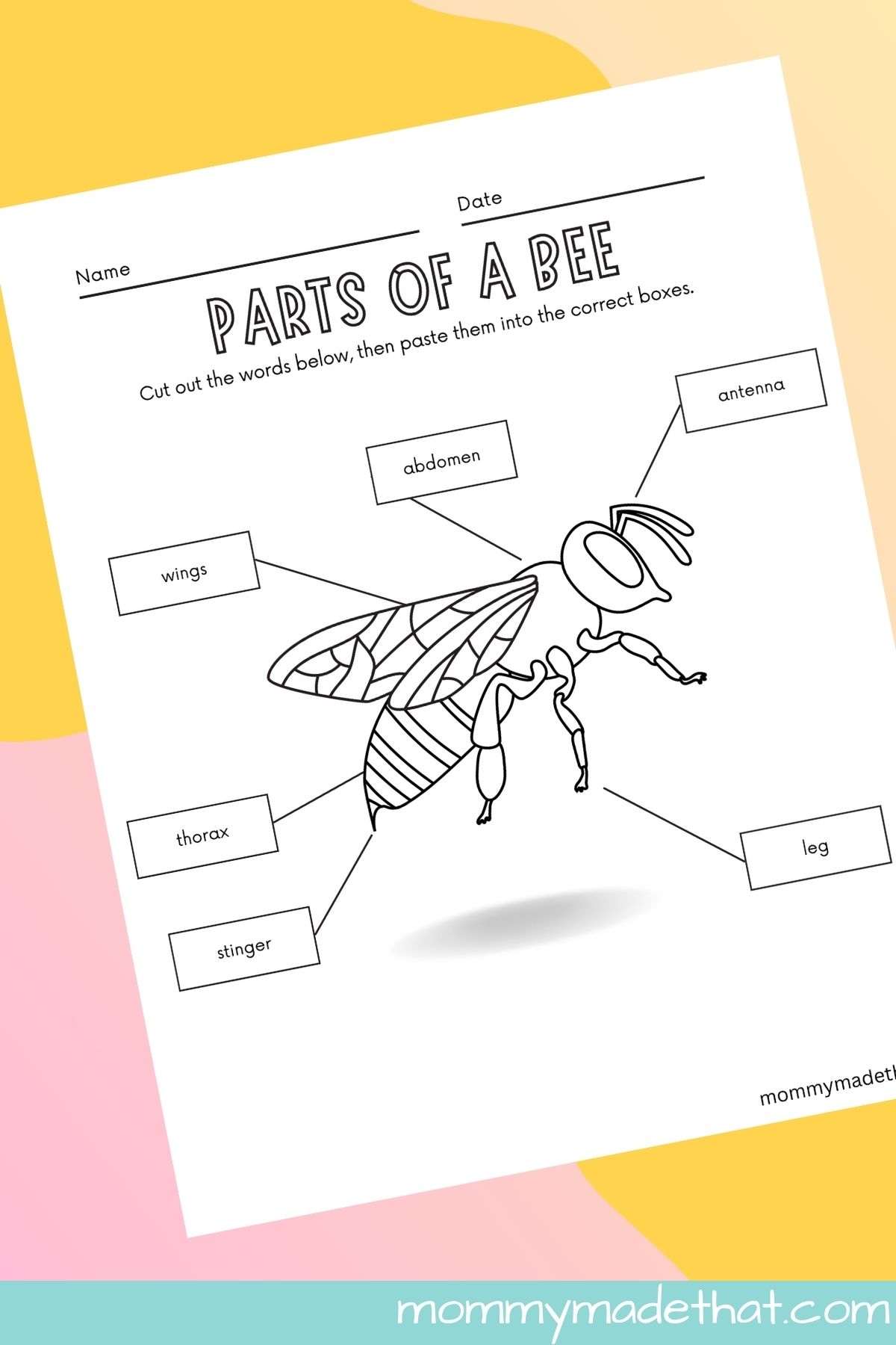 Parts Of A Bee Worksheets