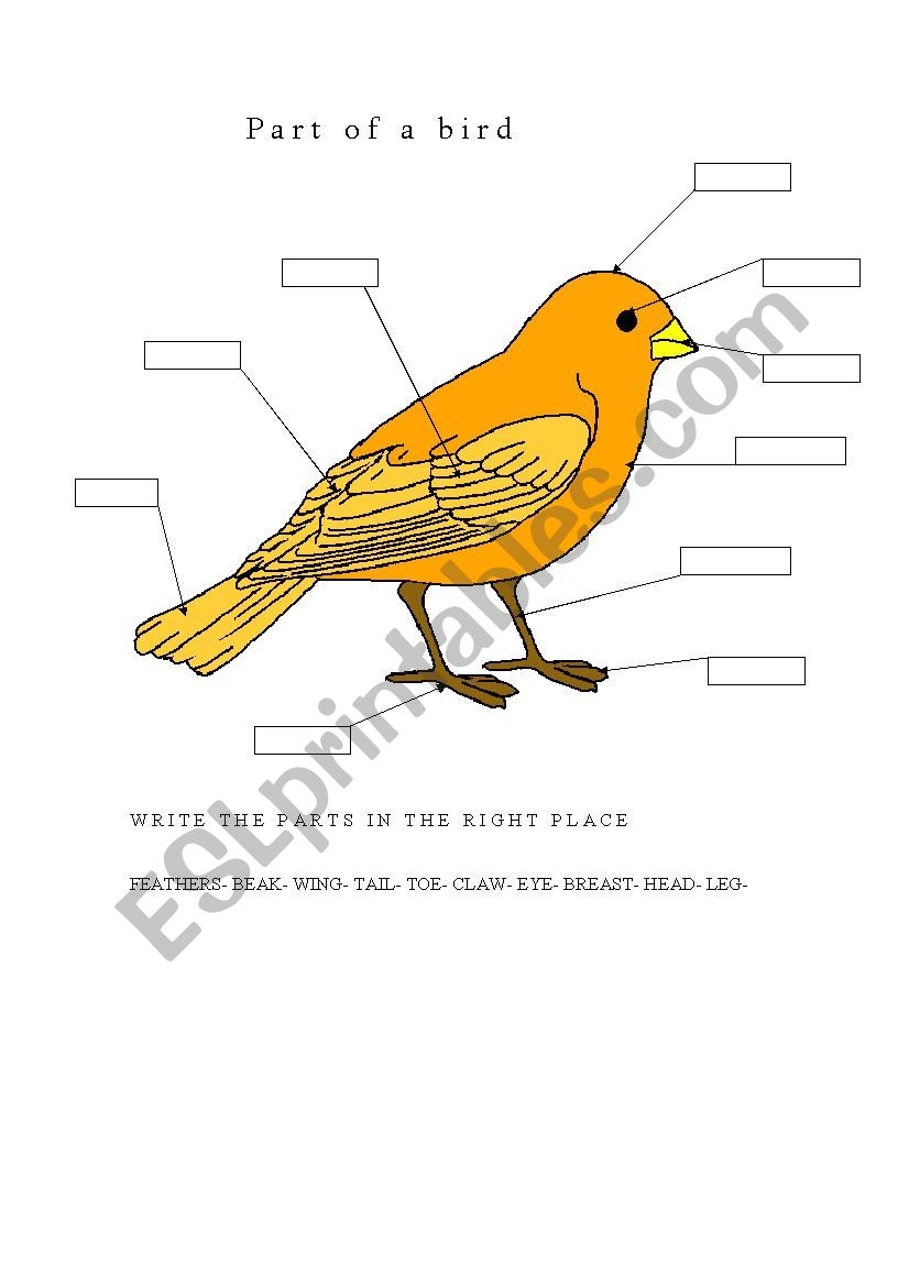 Parts Of A Bird ESL Worksheet By Lovedogs Parts Of A Bird ESL Worksheet By Lovedogs
