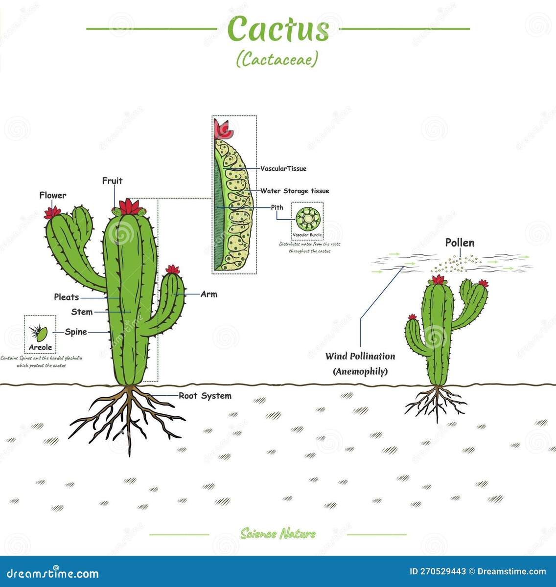 Parts Of A Cactus And Pollination Process Stock Vector Illustration Of Like Gardening 270529443