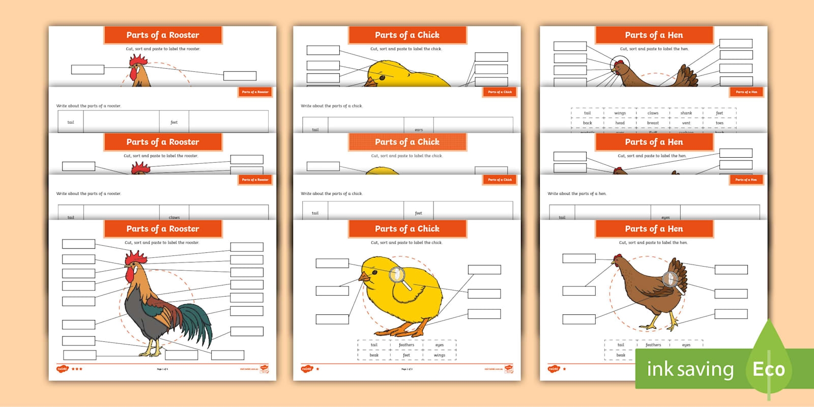 Parts Of A Chicken Differentiated Worksheets Parts Of A Chicken Differentiated Worksheets