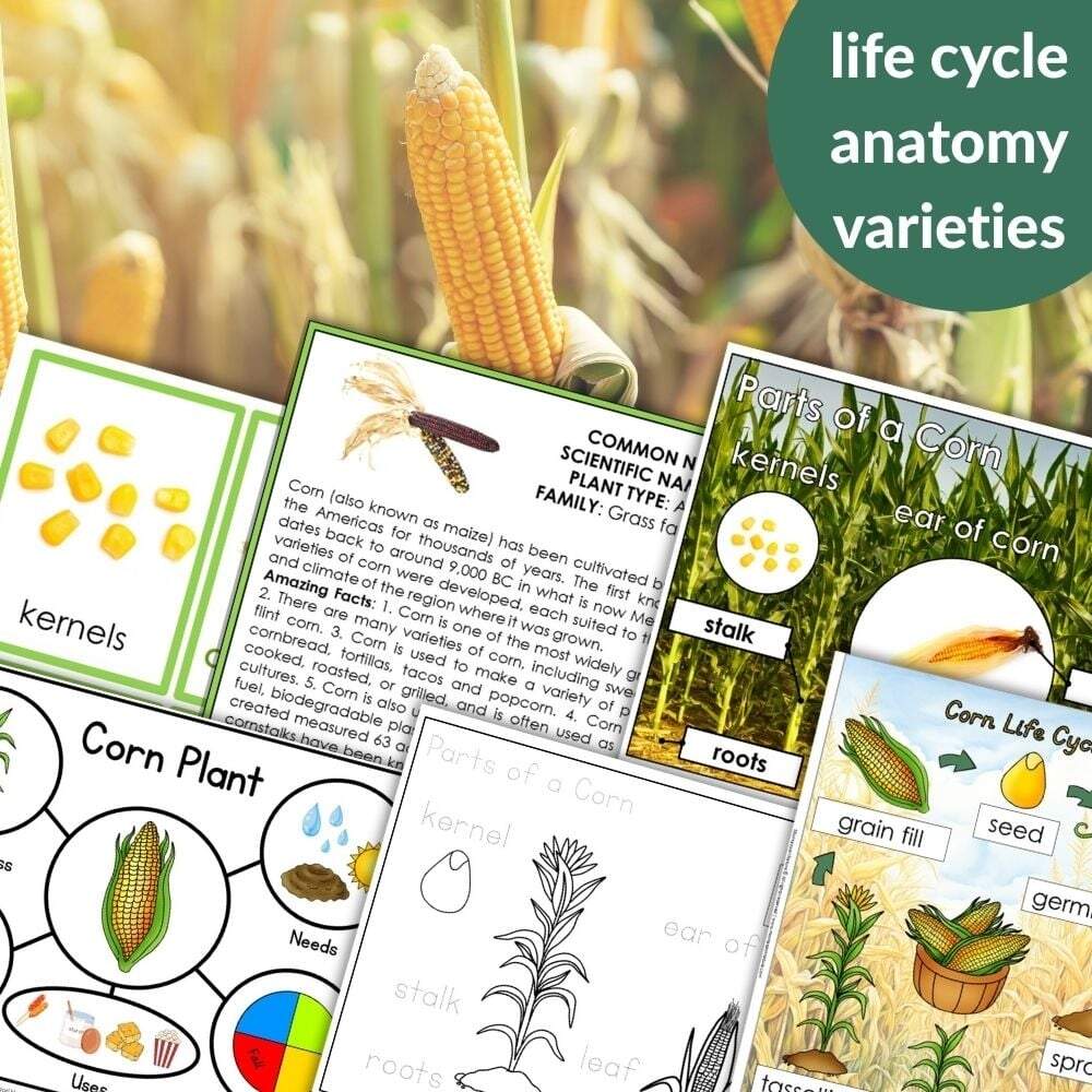 Parts Of A Corn Life Cycle Activities Montessori Nature Parts Of A Corn Life Cycle Activities Montessori Nature