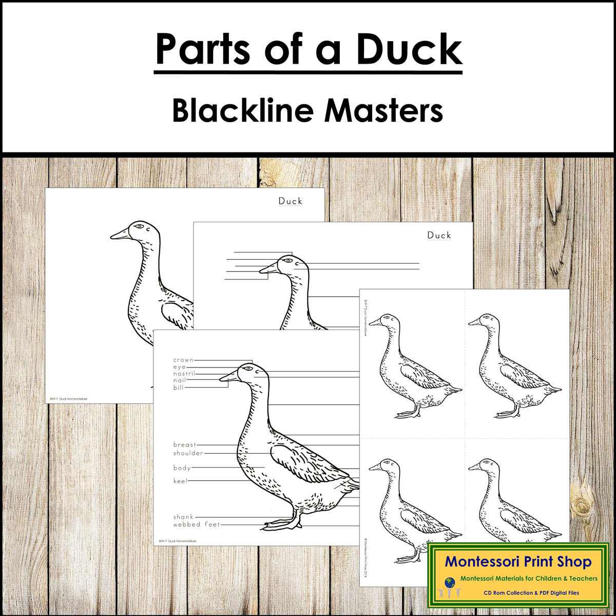 Parts Of A Duck Elementary Montessori Nomenclature Made By Teachers Parts Of A Duck Elementary Montessori Nomenclature Made By Teachers