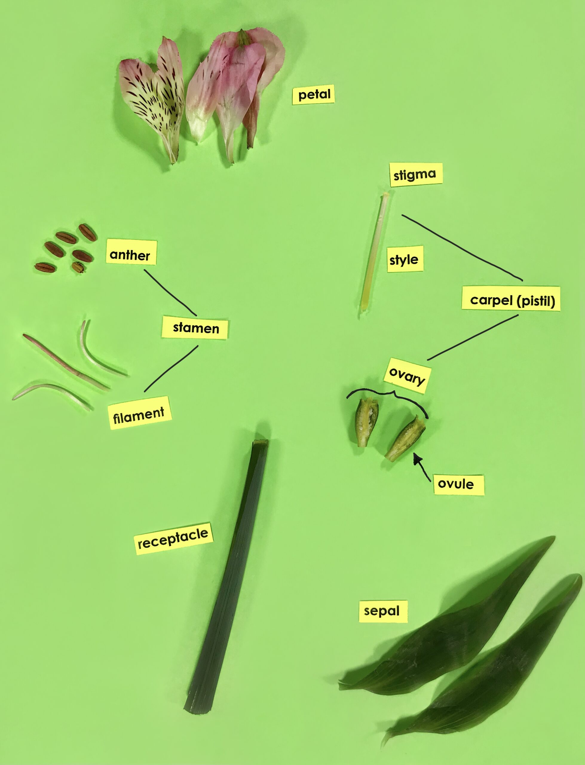 Parts Of A Flower Activity Blog Post