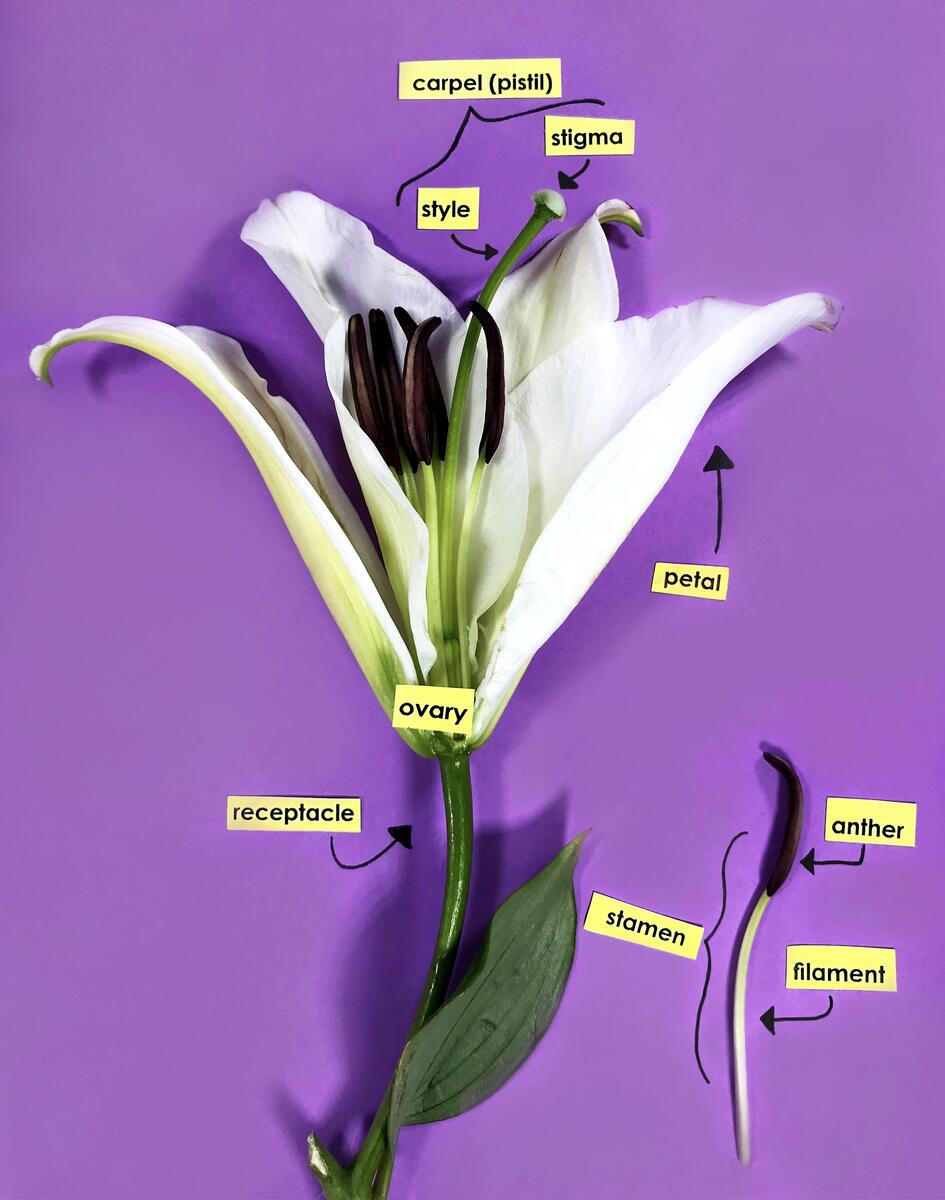 Flower Anatomy Worksheet Label The Parts