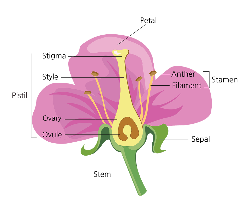 Parts Of A Flower And Their Functions With Diagram Trees Parts Of A Flower And Their Functions With Diagram Trees