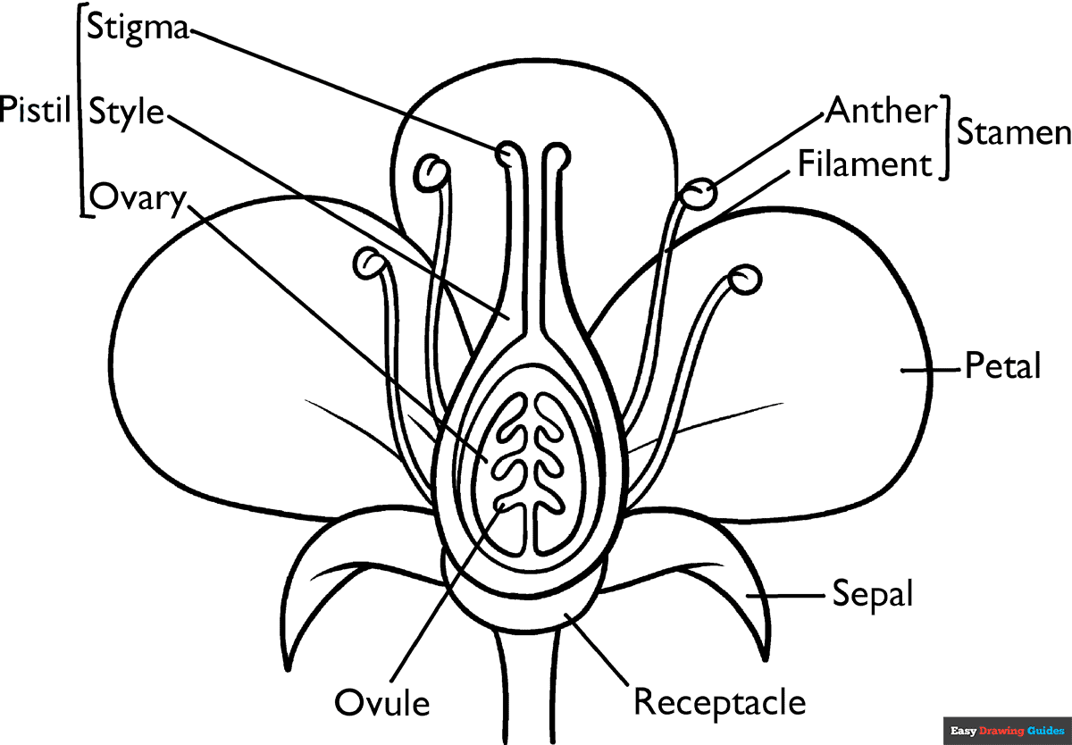 Parts Of A Plant Coloring Page Easy Drawing Guides