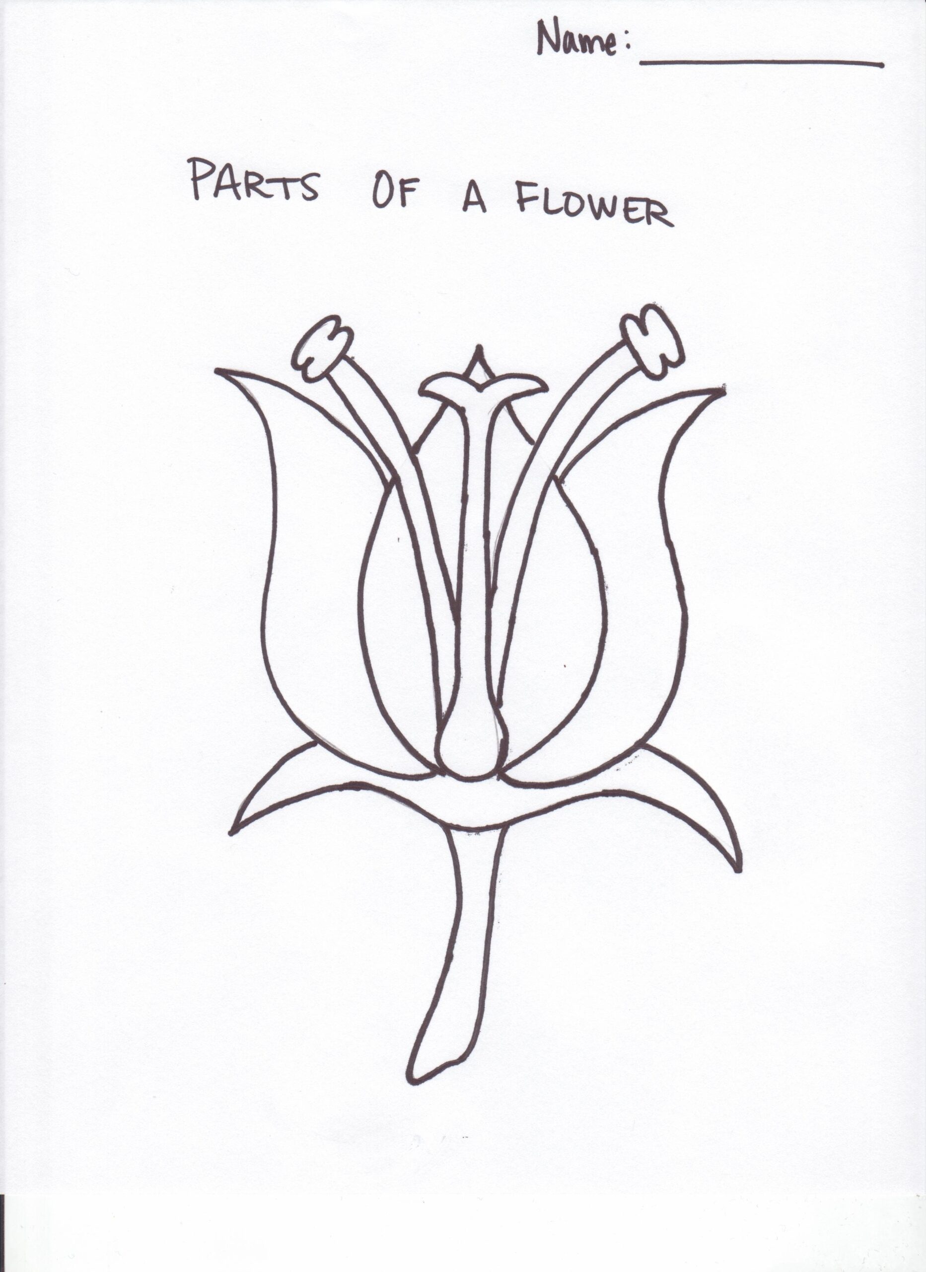Parts Of A Flower Cut Paste Activity Setting The Feast Parts Of A Plant Vocabulary Worksheet Cut Paste And Color Activity For Kindergarten K5 And ESL Students Free Printable PDF Download Ezpzlearn