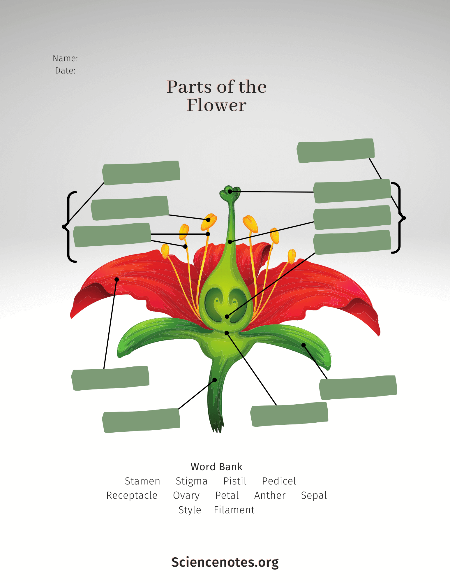 Parts Of A Flower Diagram And Functions Parts Of A Flower Diagram And Functions