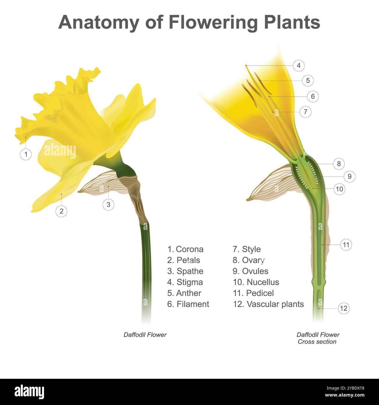 Parts Of A Flower Diagram Hi Res Stock Photography And Images Alamy