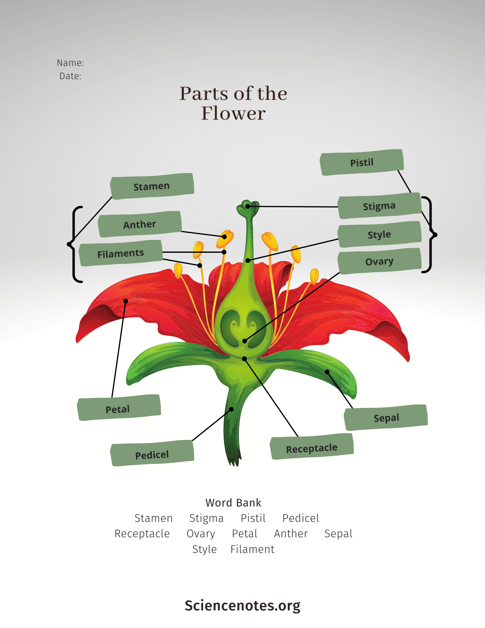 Parts Of A Flower Labeled Worksheets Worksheets Library Parts Of A Flower Labeled Worksheets Worksheets Library
