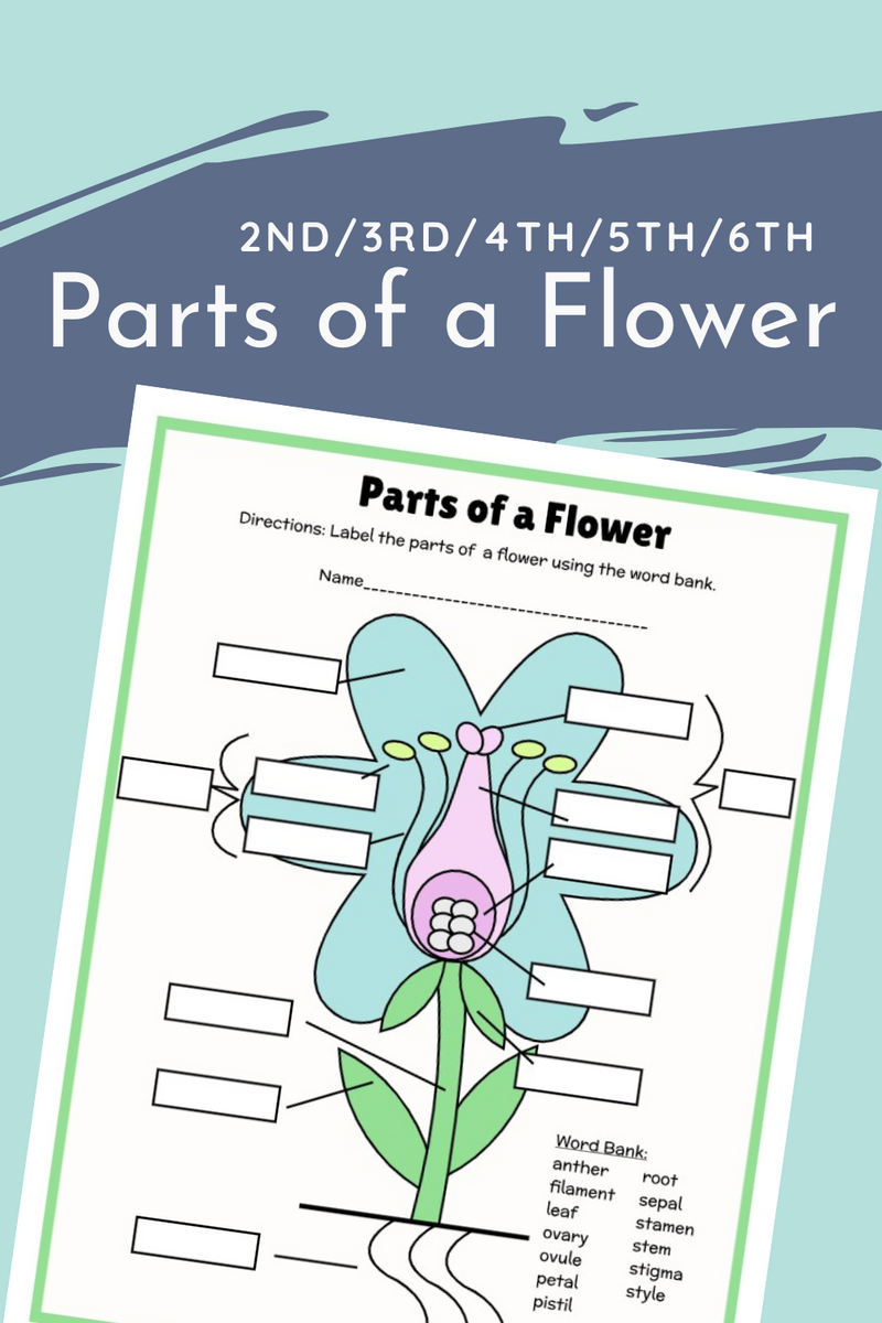 Free Plant Parts Worksheet 3rd Grade Download Free Plant Parts Worksheet 3rd Grade Png Images Free Worksheets On Clipart Library