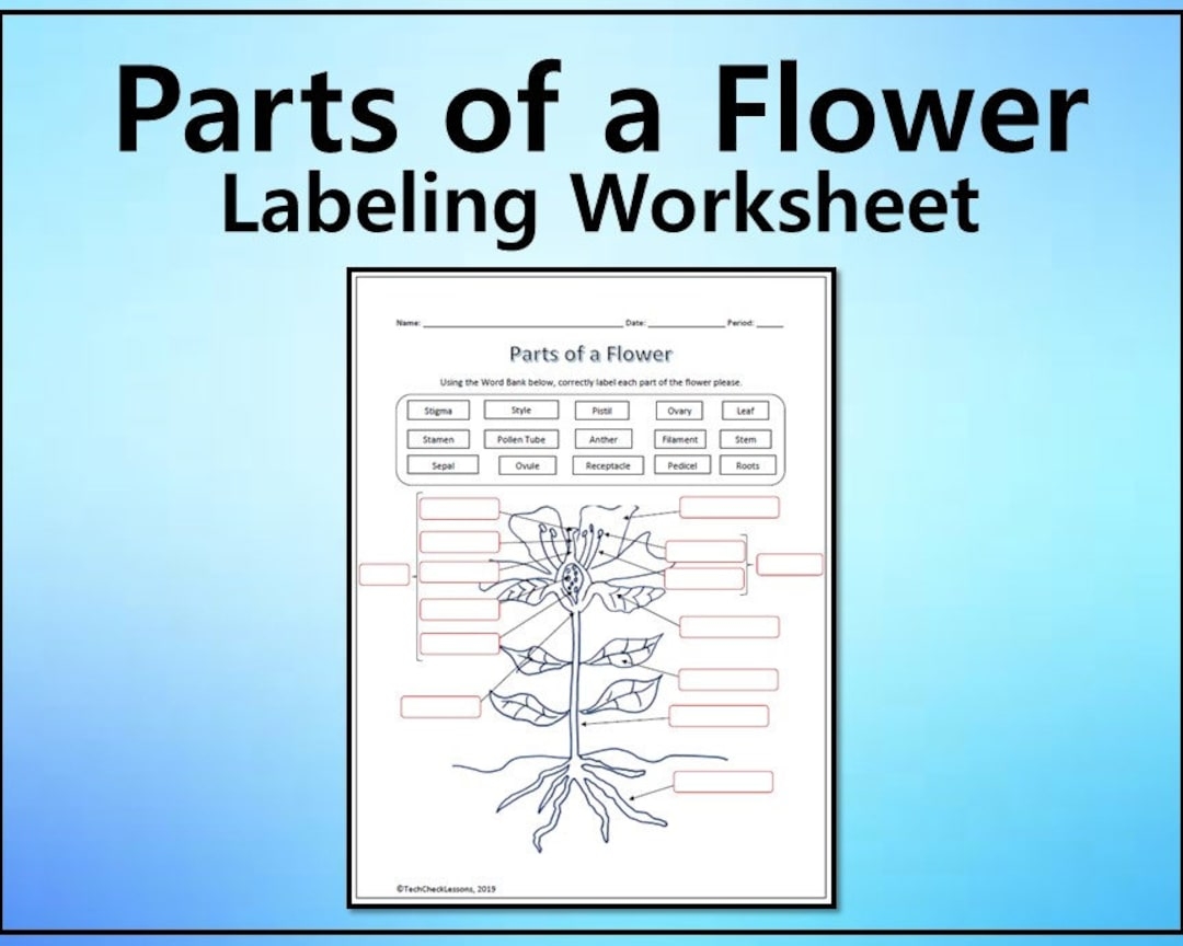 Parts Of A Flower Labeling Science Worksheet Editable DIGITAL DOWNLOAD Etsy