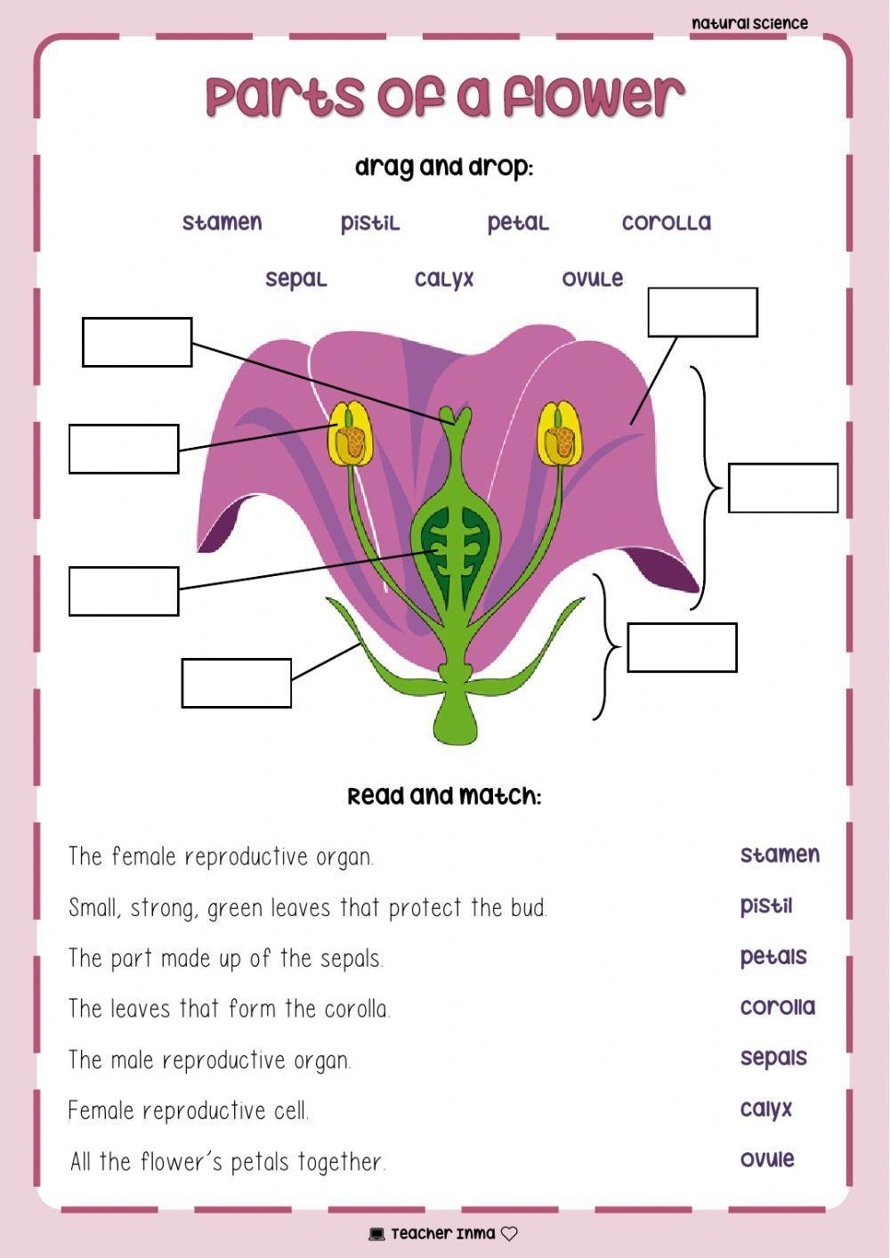 Parts Of A Flower Online Activity For 4 Worksheets Library Parts Of A Flower Online Activity For 4 Worksheets Library