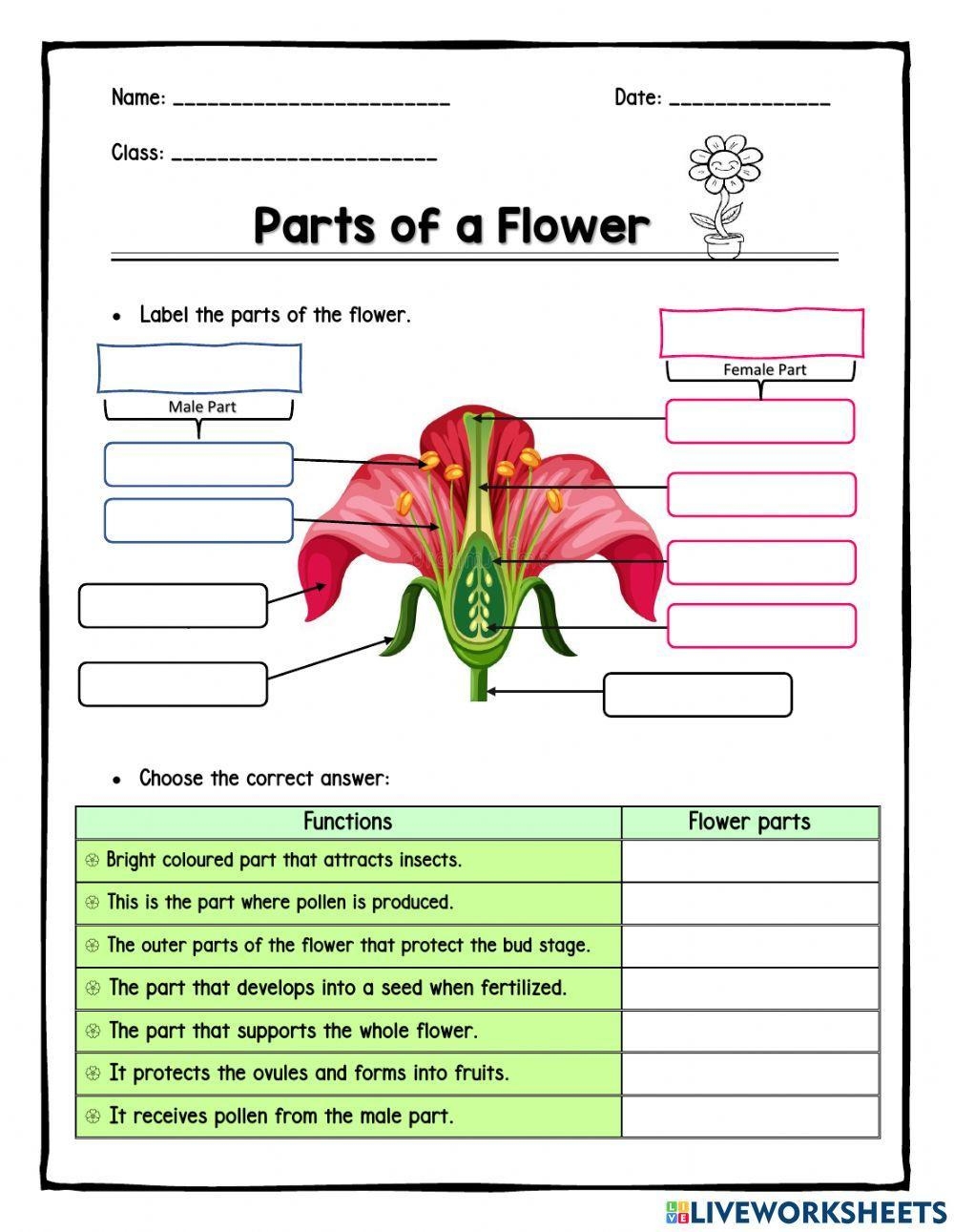 Parts Of A Flower Online Exercise For Grade 5 Worksheets Library