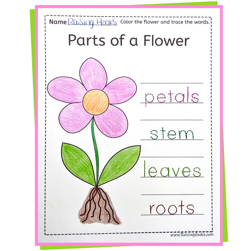 Plant Activities For Preschoolers Parts Of A Plant Worksheet TeachersMag