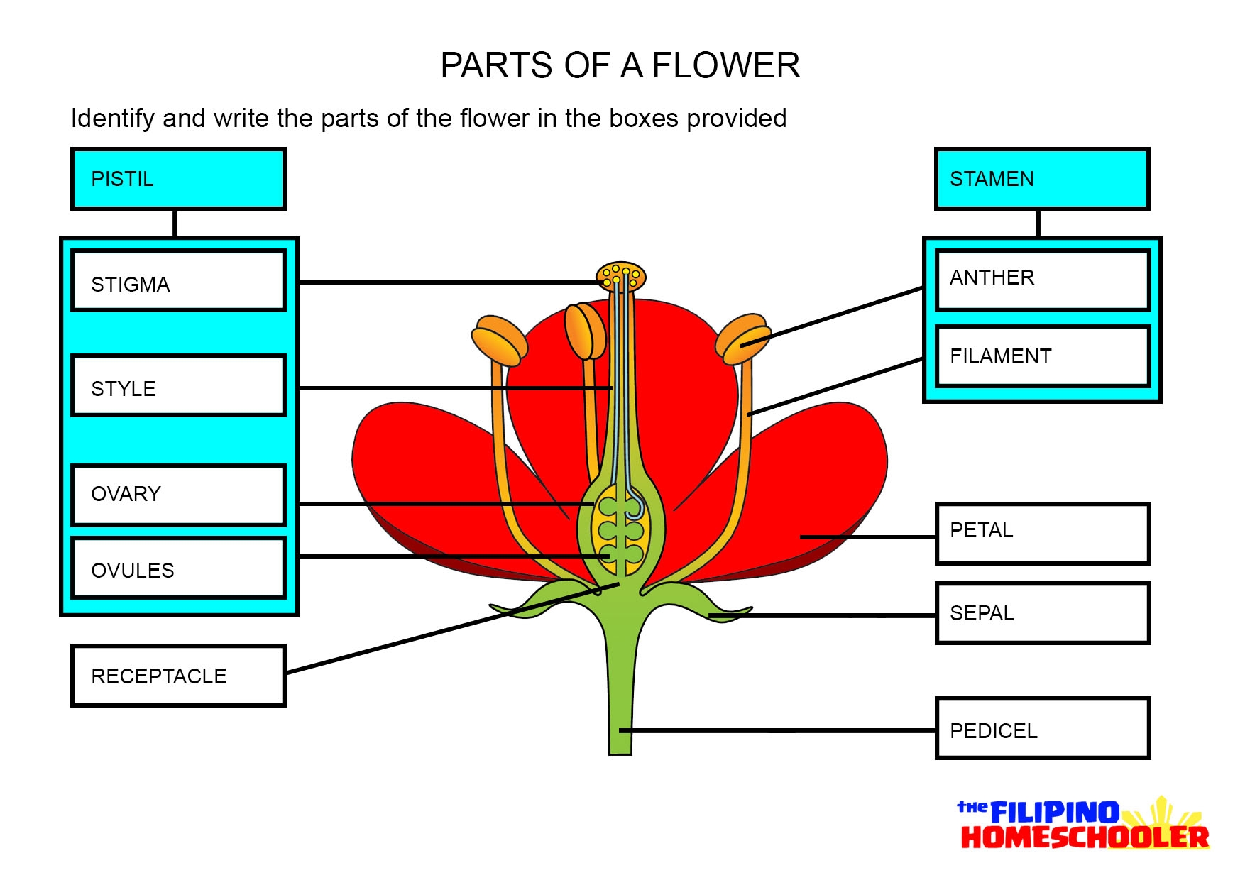 Label The Flower Parts Science Learning Hub