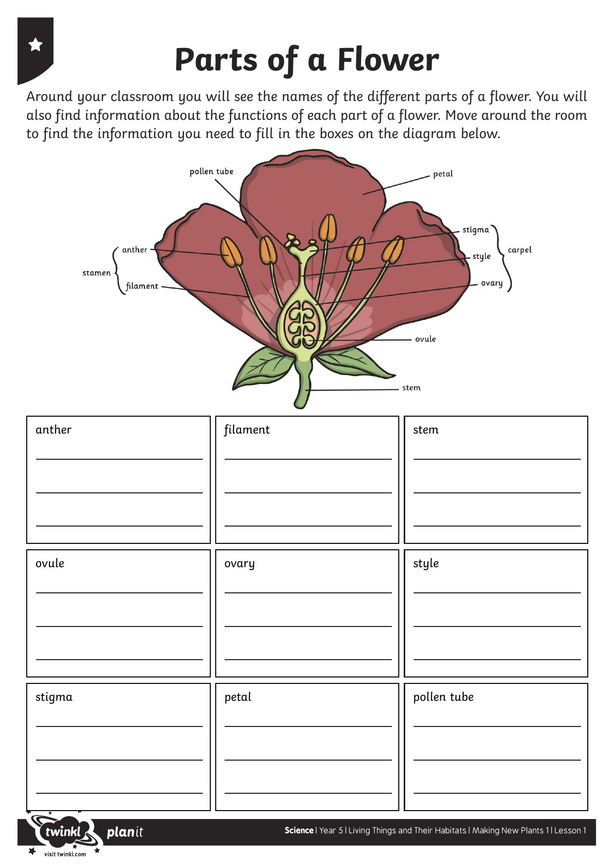 Parts Of A Flower Worksheet Year 5 Science