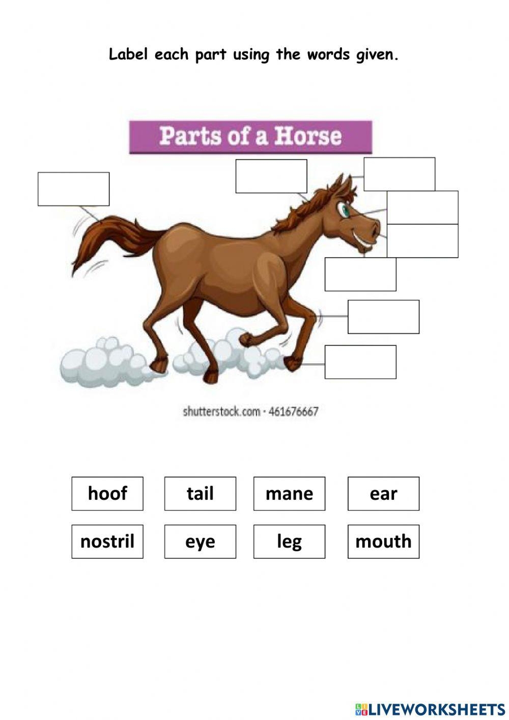 Parts Of A Horse Worksheet Worksheets Library Parts Of A Horse Worksheet Worksheets Library