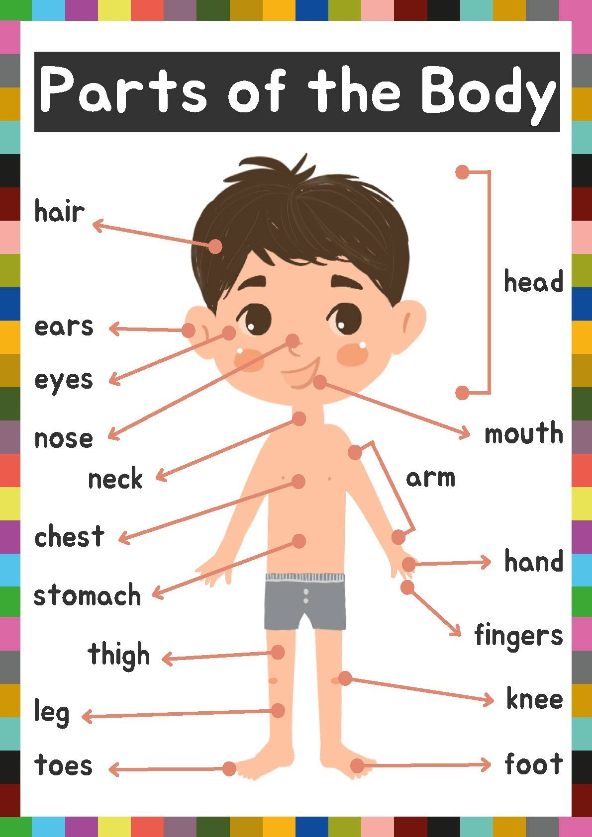 Parts Of A Human Body In English Body Parts Back To School By TEACHER GAIA