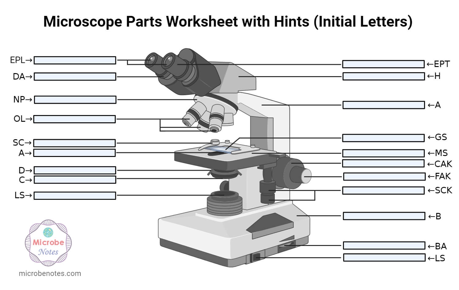 Parts Of A Microscope With Functions And Labeled Diagram Parts Of A Microscope With Functions And Labeled Diagram