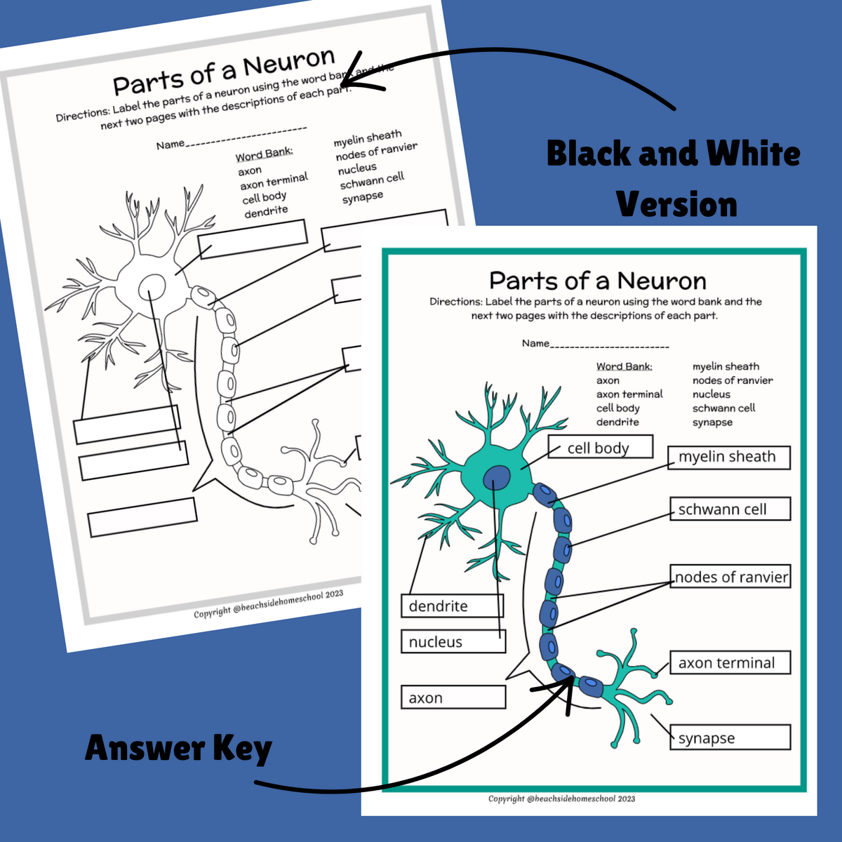 Parts Of A Neuron Labeling Diagram Life Science Worksheets Neurons Meghann Marshall Library Formative