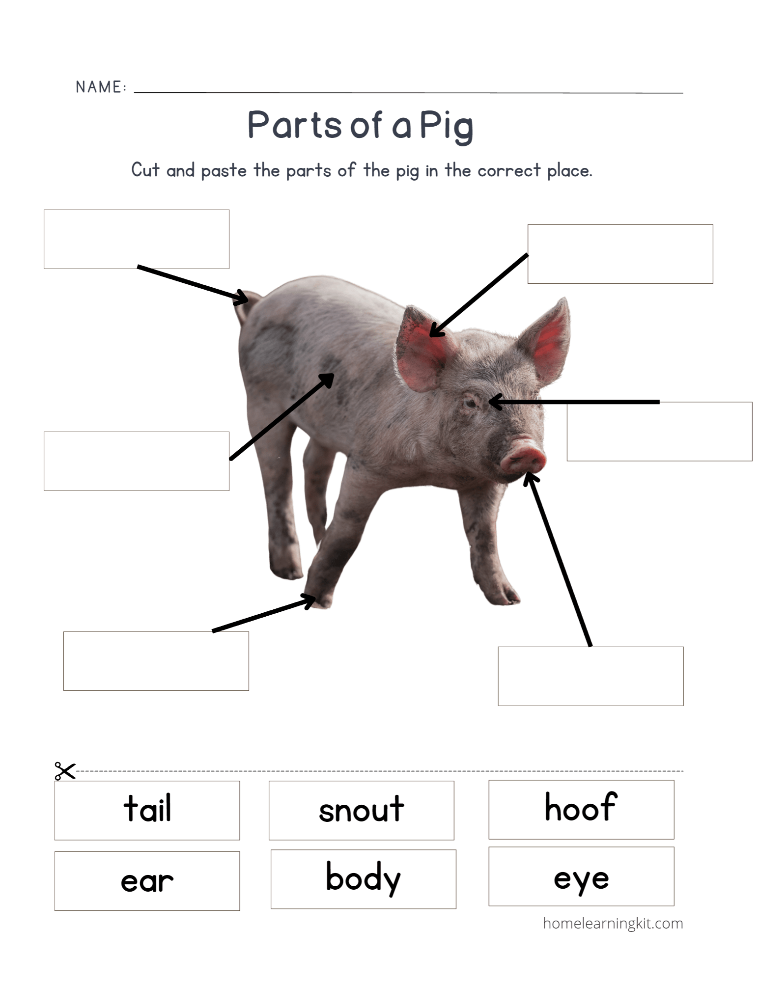 Parts Of A Pig Science Printable Home Learning Kit