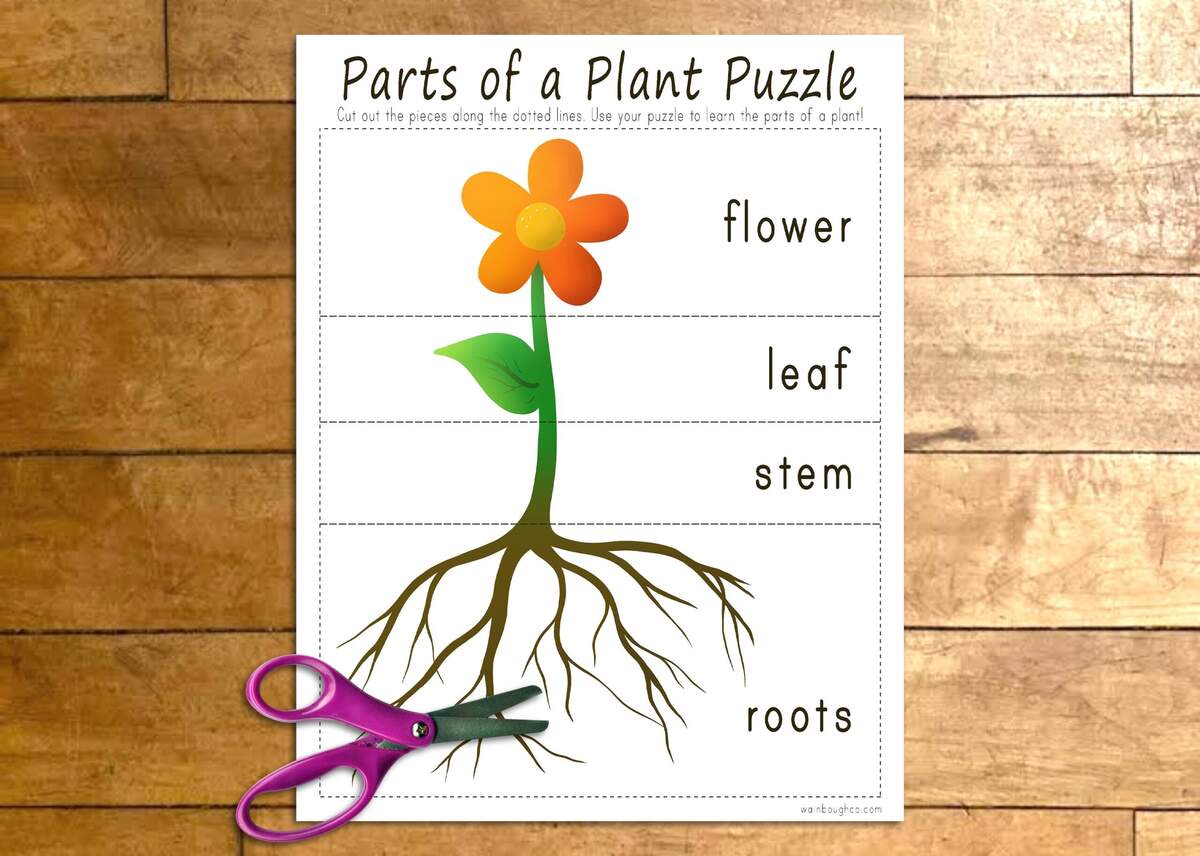 Plant Parts And Functions Crossword WordMint