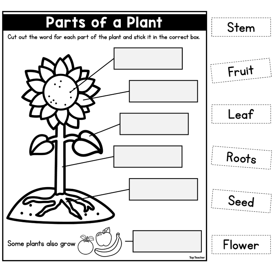 Printable Activities Parts Of A Plant Worksheet For Kindergarten Made By Teachers