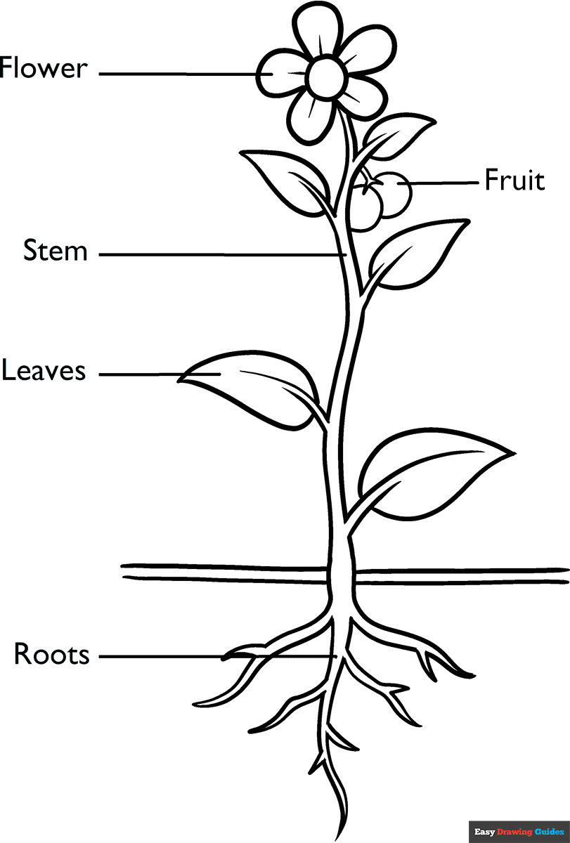 Parts Of A Plant Coloring Page Easy Drawing Guides