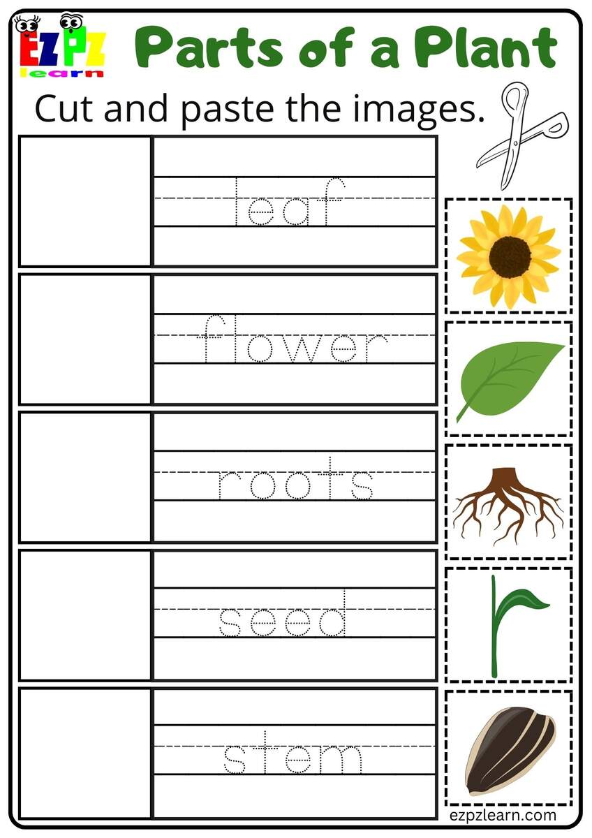Parts Of A Plant Cut And Paste Activity For Kindergarten Or ESL Students Free Printable PDF Download Ezpzlearn