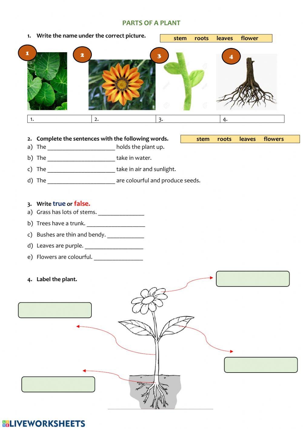 PARTS OF A PLANT Online Exercise For Grade 2 Worksheets Library Printable Parts Of A Plant Worksheets