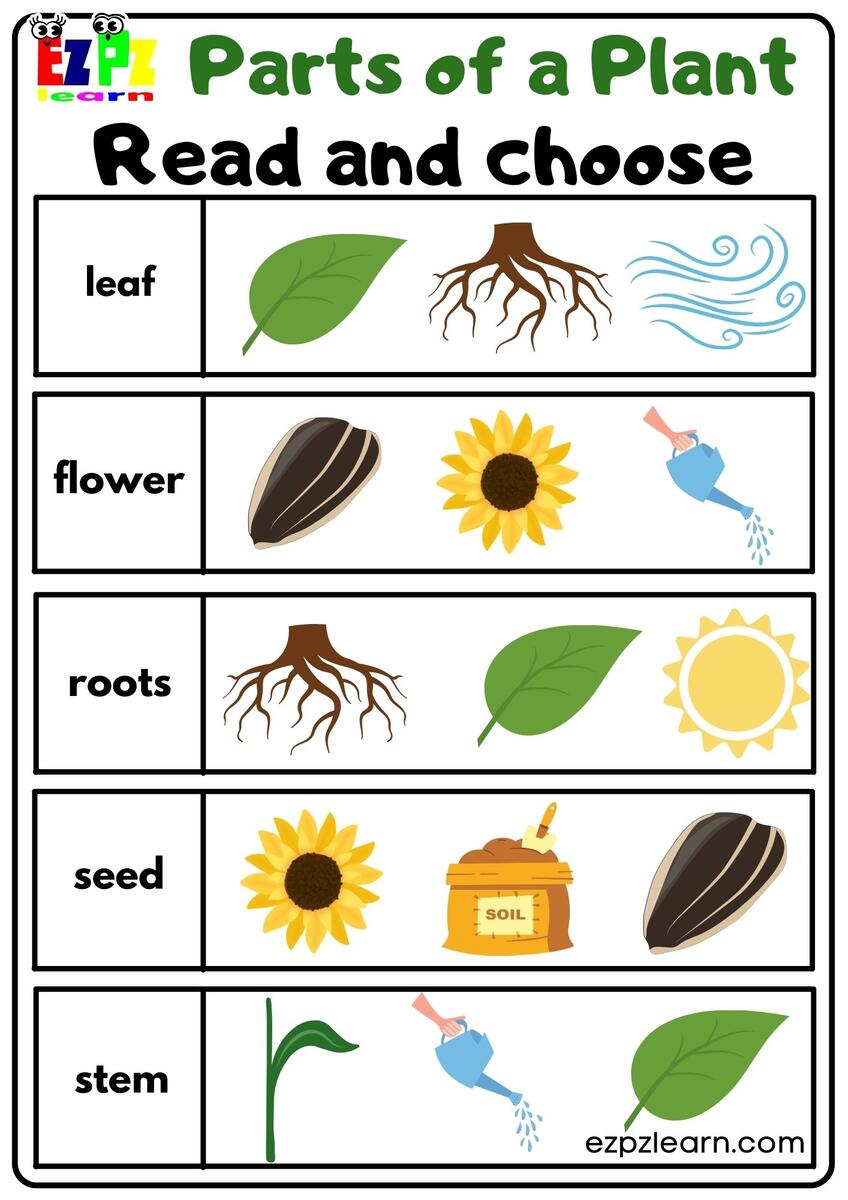 Parts Of A Plant Read And Choose Worksheet For Kindergarten Or ESL Students Free Printable PDF Download Ezpzlearn Free Printable Parts Of A Flower Worksheet