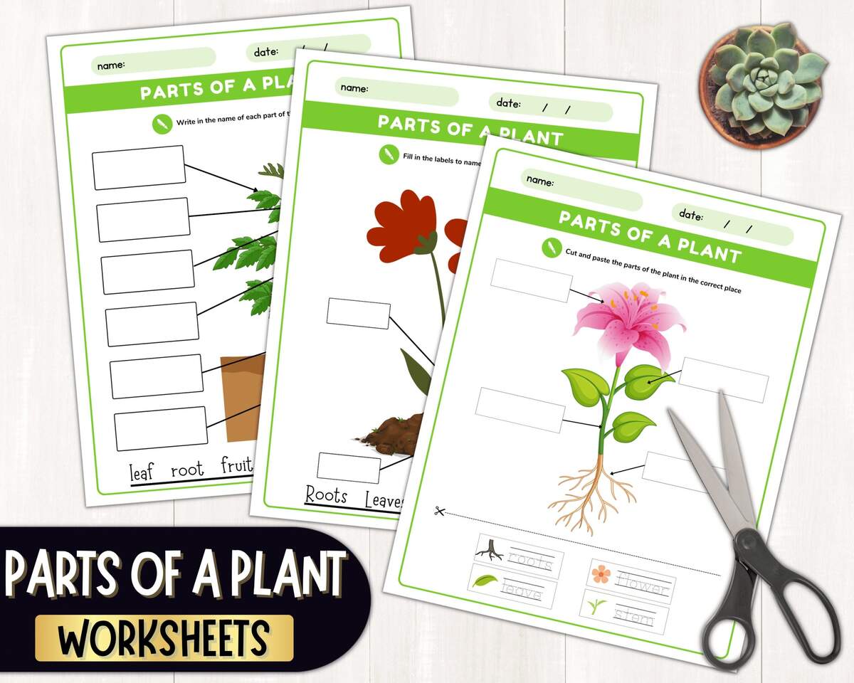 Parts Of A Plant Science Activities Printable Plant Labeling Worksheets Plant Cut And Paste Activity Parts Of A Flower For Kids PDF Etsy