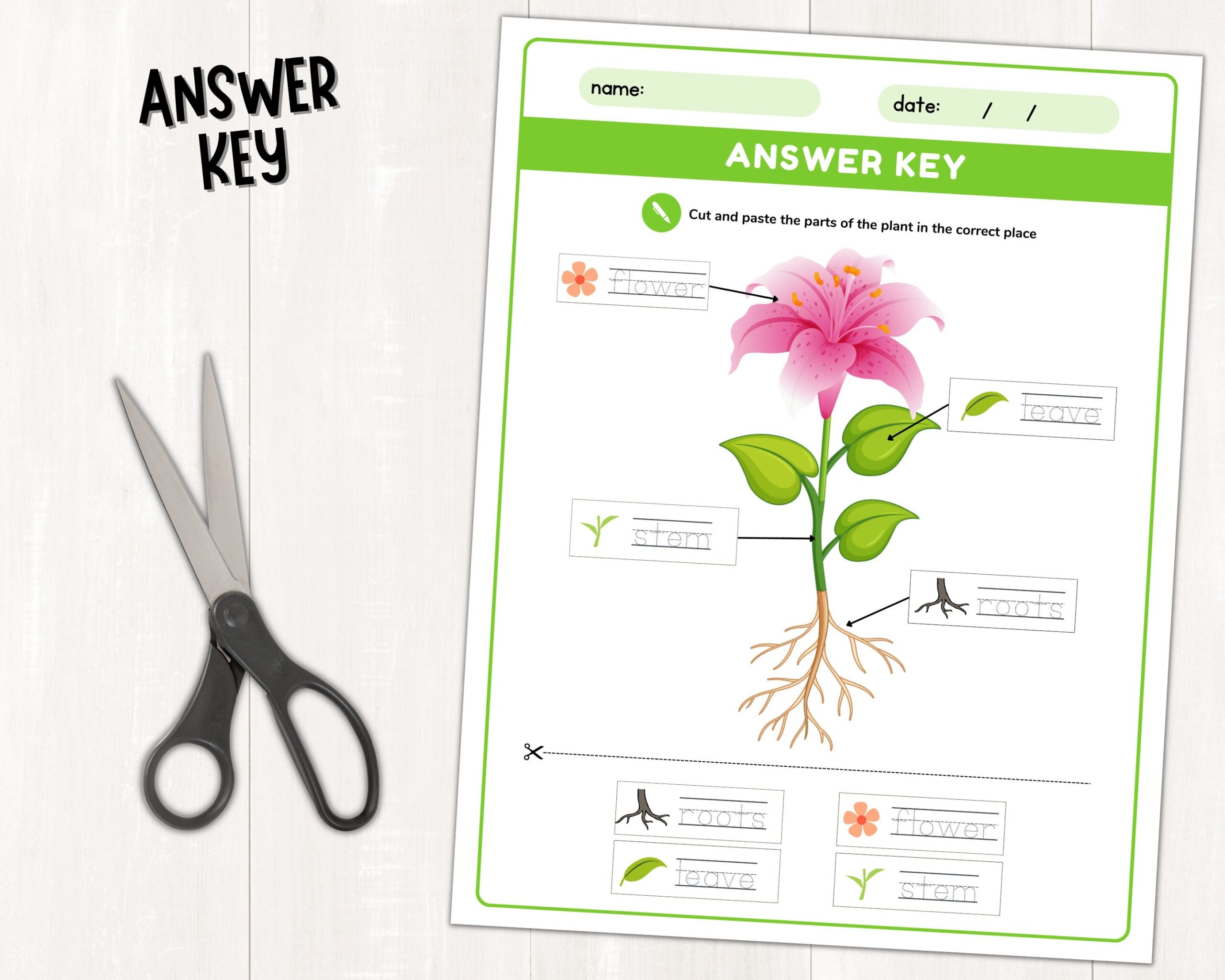 Parts Of A Plant Science Activities Printable Plant Labeling Worksheets Plant Cut And Paste Activity Parts Of A Flower For Kids PDF Etsy Parts Flower Worksheet Black White Lily Stock Vector Royalty Free 1247042494 Shutterstock