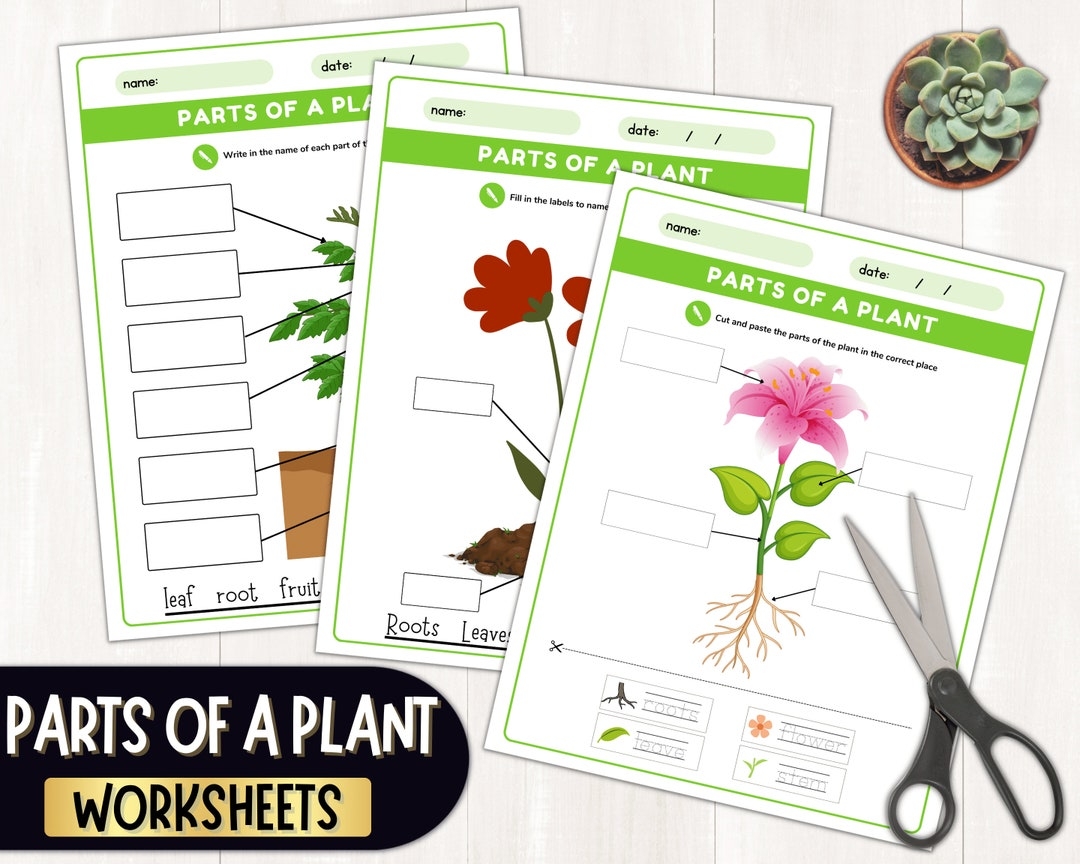 Parts Of A Plant Science Activities Printable Plant Labeling Worksheets Plant Cut And Paste Activity Parts Of A Flower For Kids PDF Etsy Parts Of A Plant Science Activities Printable Plant Labeling Worksheets Plant Cut And Paste Activity Parts Of A Flower For Kids PDF Etsy