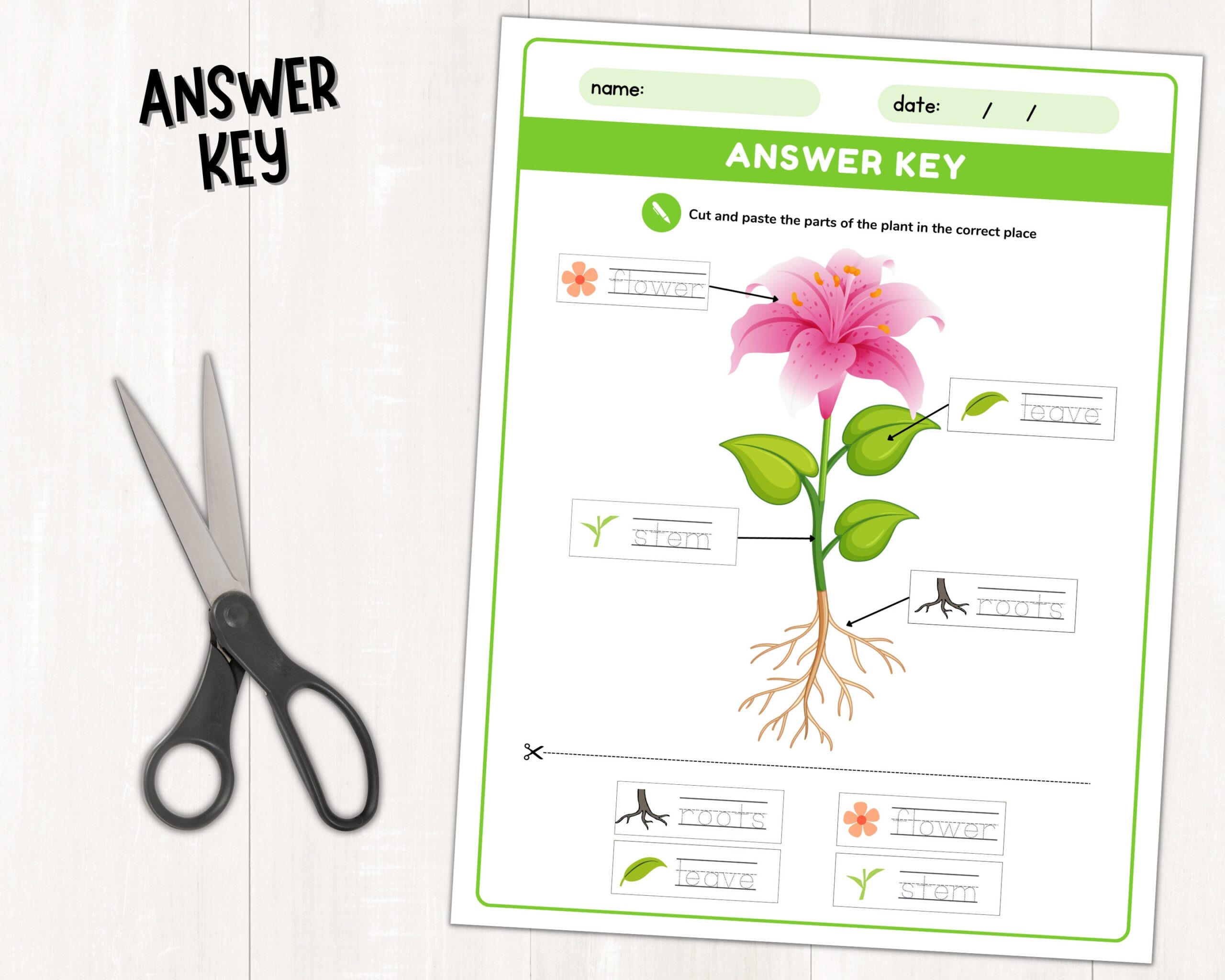 Parts Of A Plant Science Activities Printable Plant Labeling Worksheets Plant Cut And Paste Activity Parts Of A Flower For Kids PDF Etsy