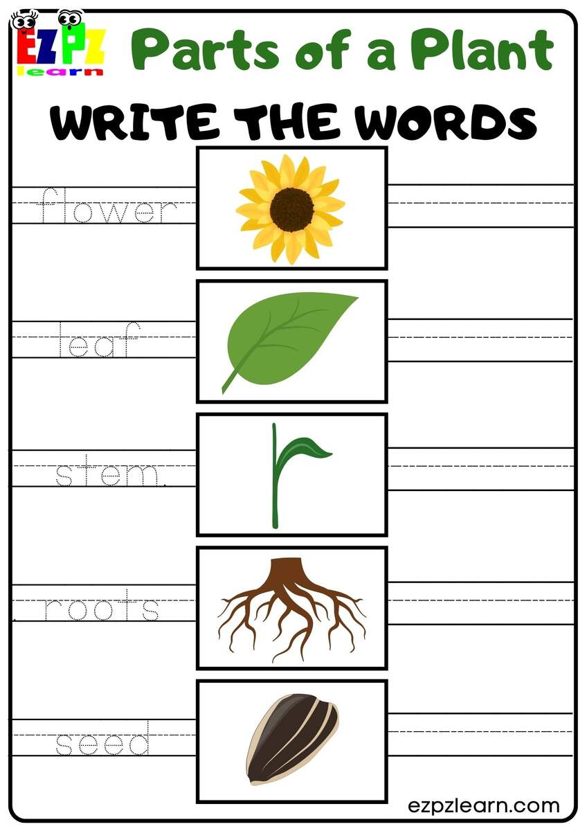 Parts Of A Plant Vocabulary Write The Words Activity For Kindergarten Or ESL Students Free Printable PDF Download Ezpzlearn Parts Of A Plant Vocabulary Write The Words Activity For Kindergarten Or ESL Students Free Printable PDF Download Ezpzlearn