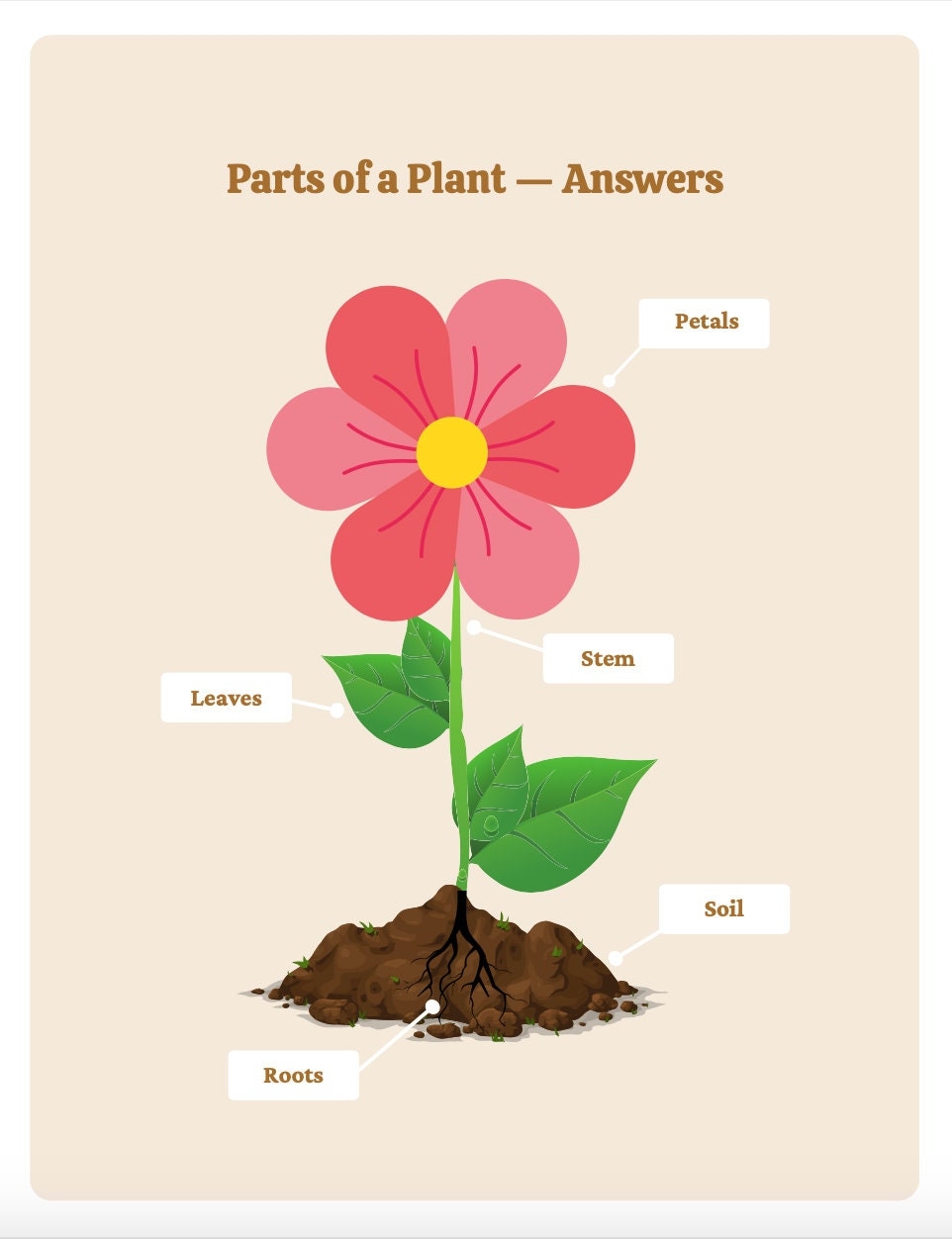 Parts Of A Plant Worksheet Parts Of The Plant Labeling Activity Summer School Resources Home School Plant Activity Etsy