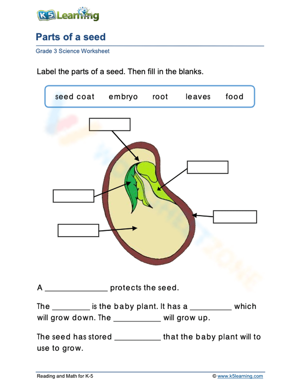 Parts Of A Plant Worksheet