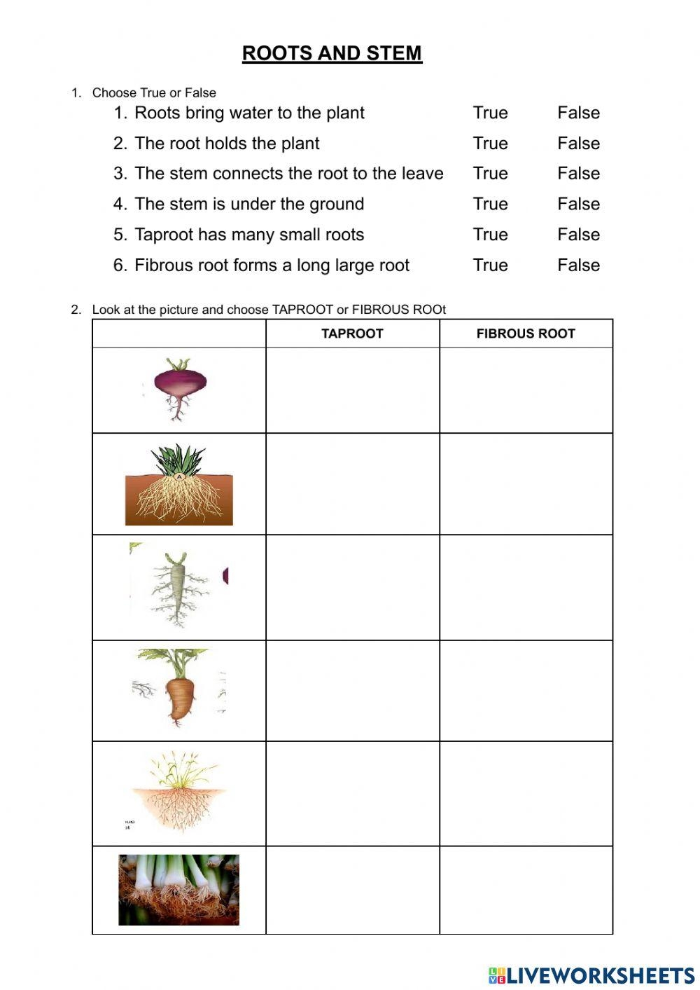 Parts Of A Plants Roots Stems And Leaves Worksheets Library Parts Of A Plants Roots Stems And Leaves Worksheets Library