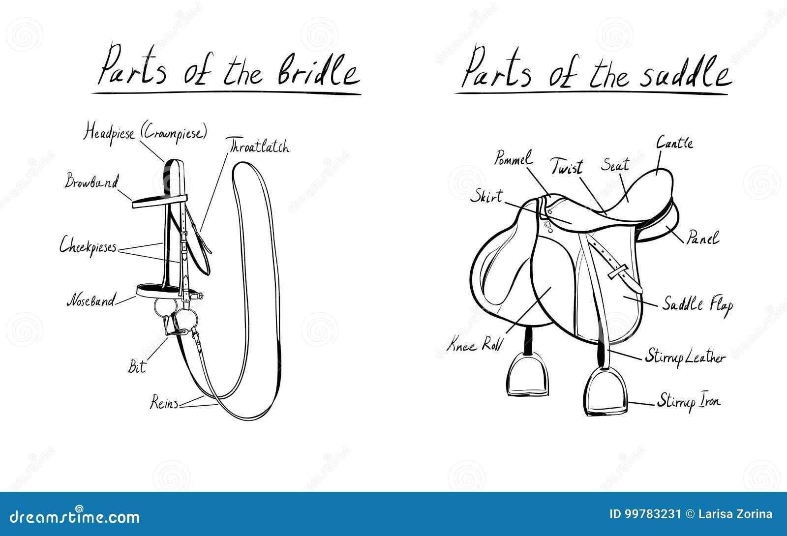 Parts Of A Saddle And Bridle The Terms Of The Equestrian Equipment Stock Vector Illustration Of Design Game 99783231