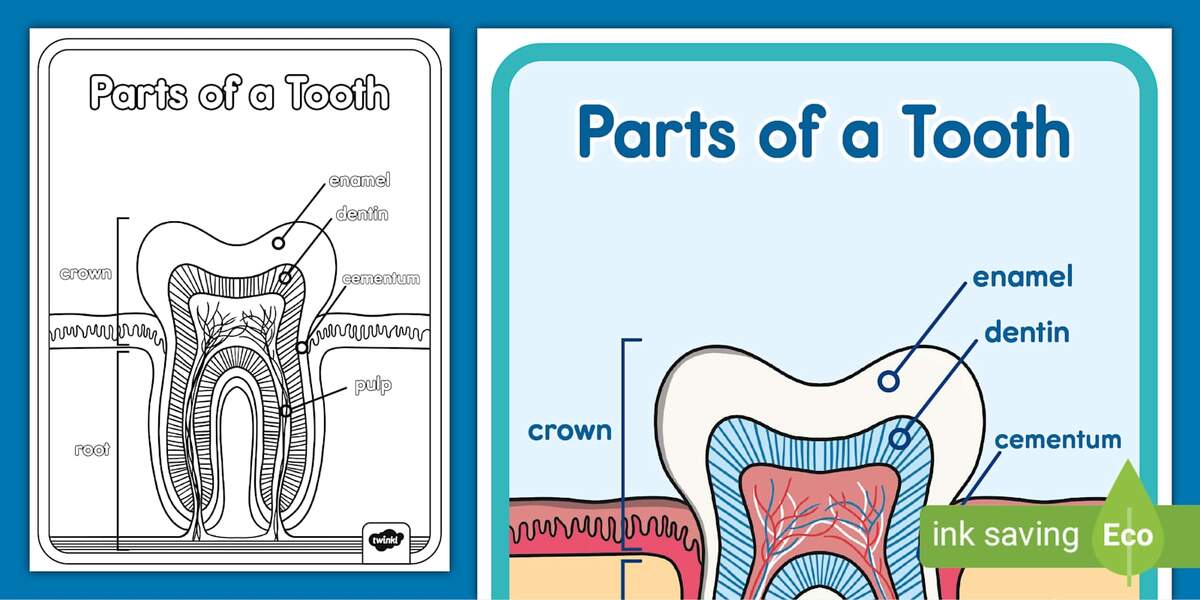 Parts Of A Tooth Poster For K 2nd Grade Parts Of A Tooth Poster For K 2nd Grade