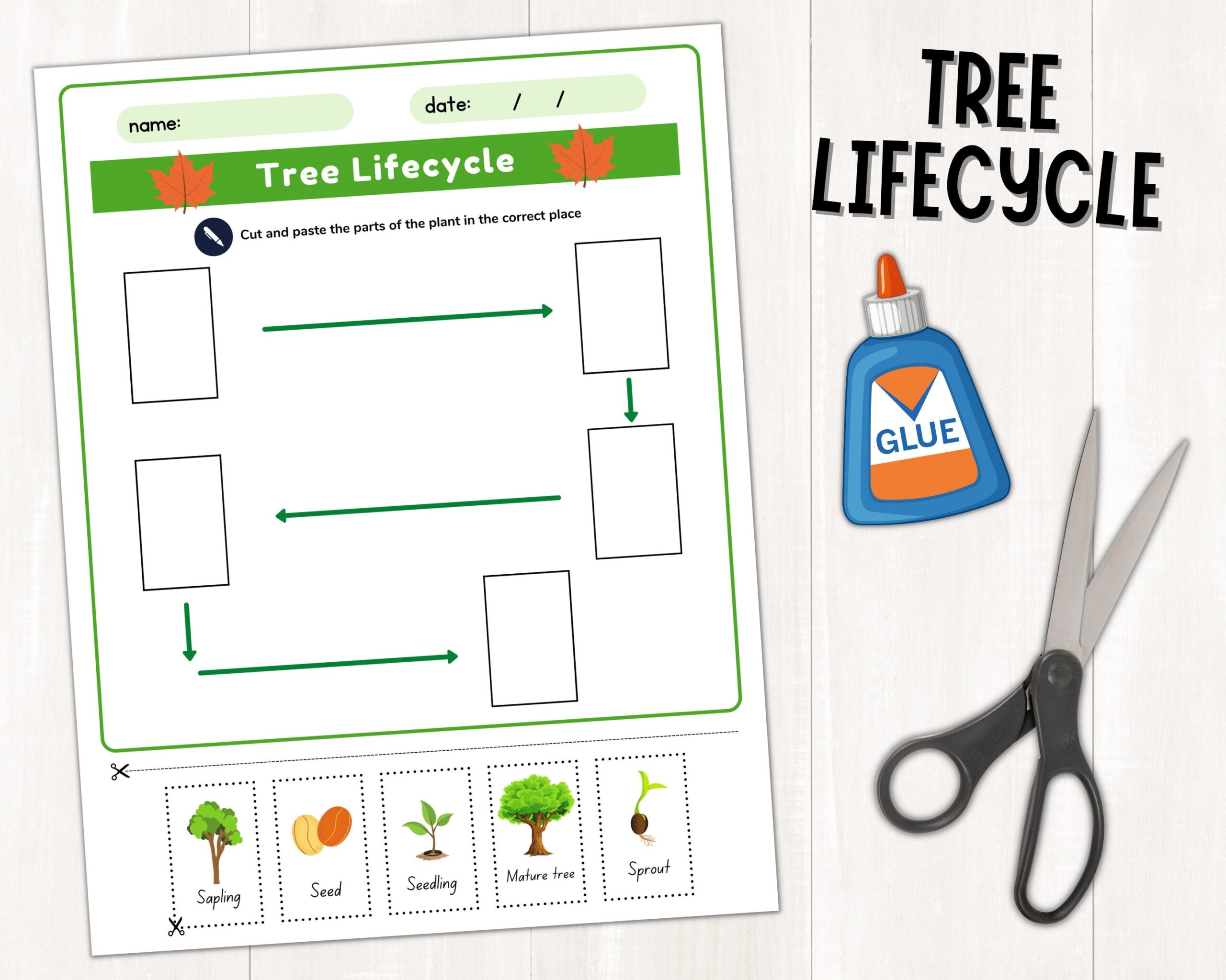 Parts Of A Tree Labeling Activity Tree Life Cycle Worksheet Tree Fact File For Kids Tree Printable Worksheets Instant Download PDF Etsy Parts Of A Tree Labeling Activity Tree Life Cycle Worksheet Tree Fact File For Kids Tree Printable Worksheets Instant Download PDF Etsy