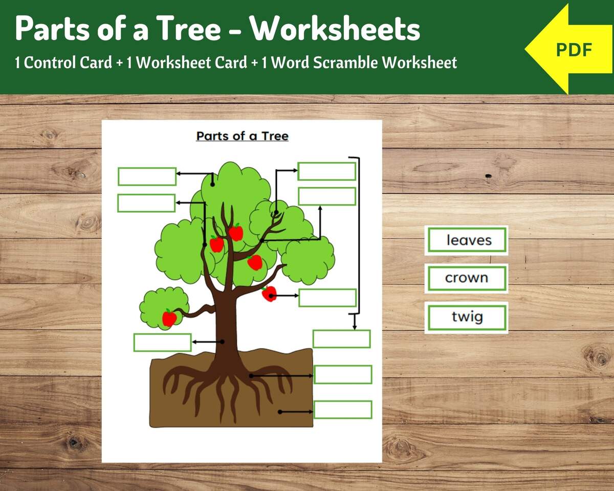 Parts Of A Tree Worksheet Montessori Learning PDF Etsy Parts Of A Tree Worksheets Nature Inspired Learning